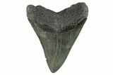 Fossil Megalodon Tooth - South Carolina #265050-1